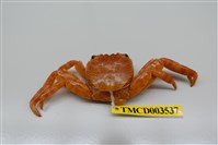 藏品(白紋方蟹)的圖片